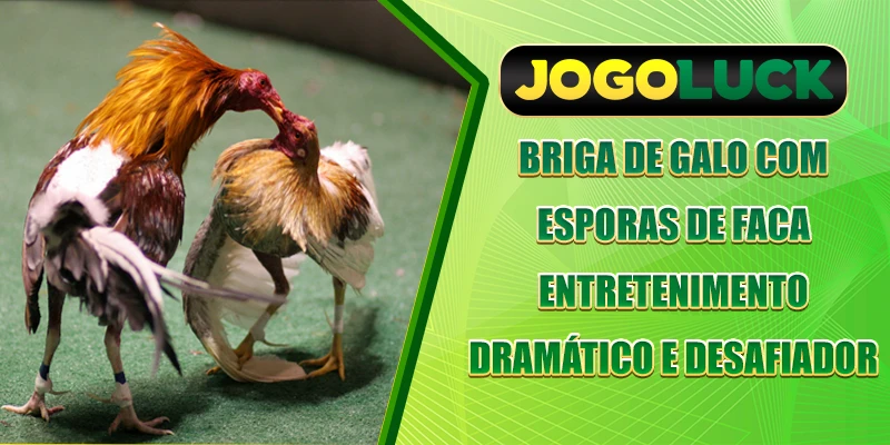 Briga de galos com navalhas - entretenimento dramático e desafiador