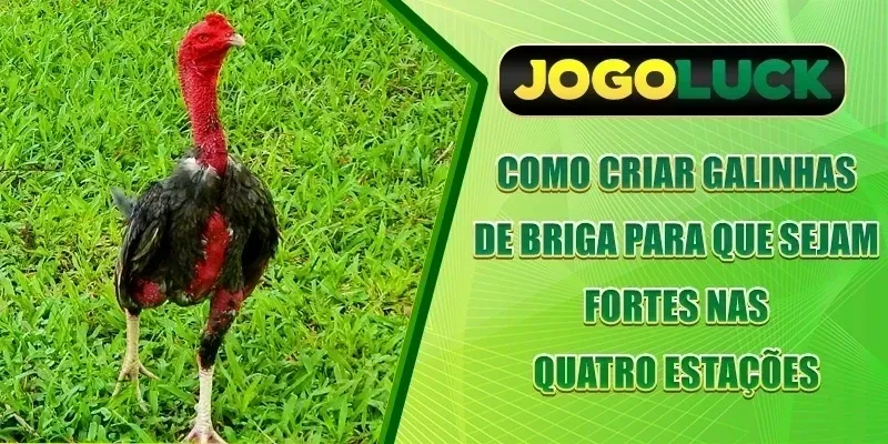 Como criar galinhas de briga para que sejam fortes nas quatro estações