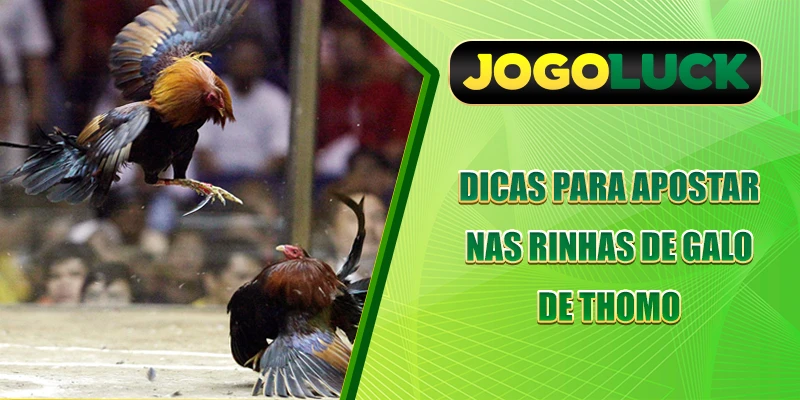 Dicas para apostar nas Thomo Cockfighting
