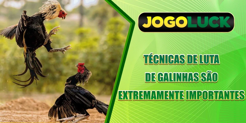 Técnicas de luta de galinhas são extremamente importantes