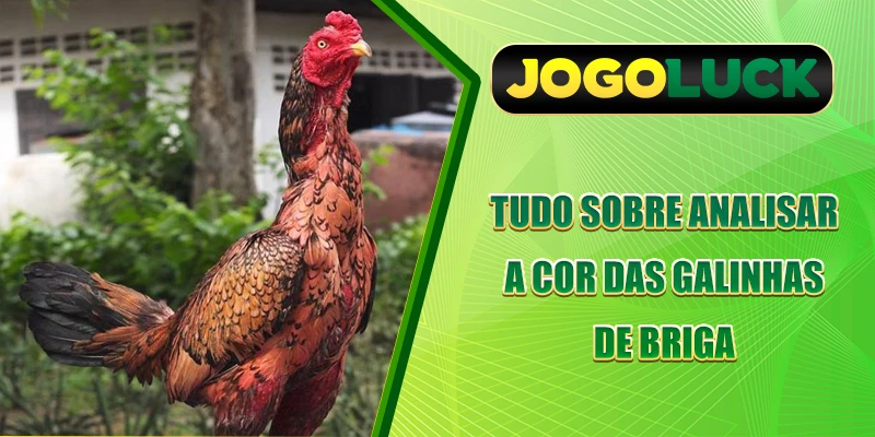 Tudo sobre analisar a cor das galinhas de briga